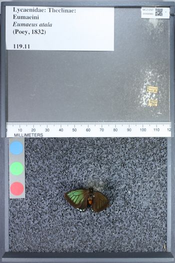 Media type: image;   Entomology 68980